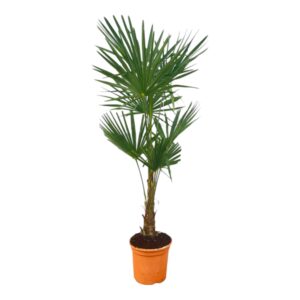 Trachycarpus waaierpalm – winterharde palmboom voor buiten – ±150 cm