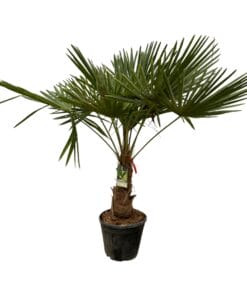 Trachycarpus Fortuneii - 200 Cm - Ø30Cm