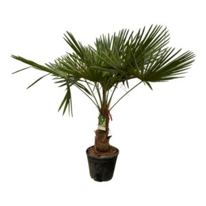 Trachycarpus waaierpalm – winterharde palmboom voor buiten – ±200 cm