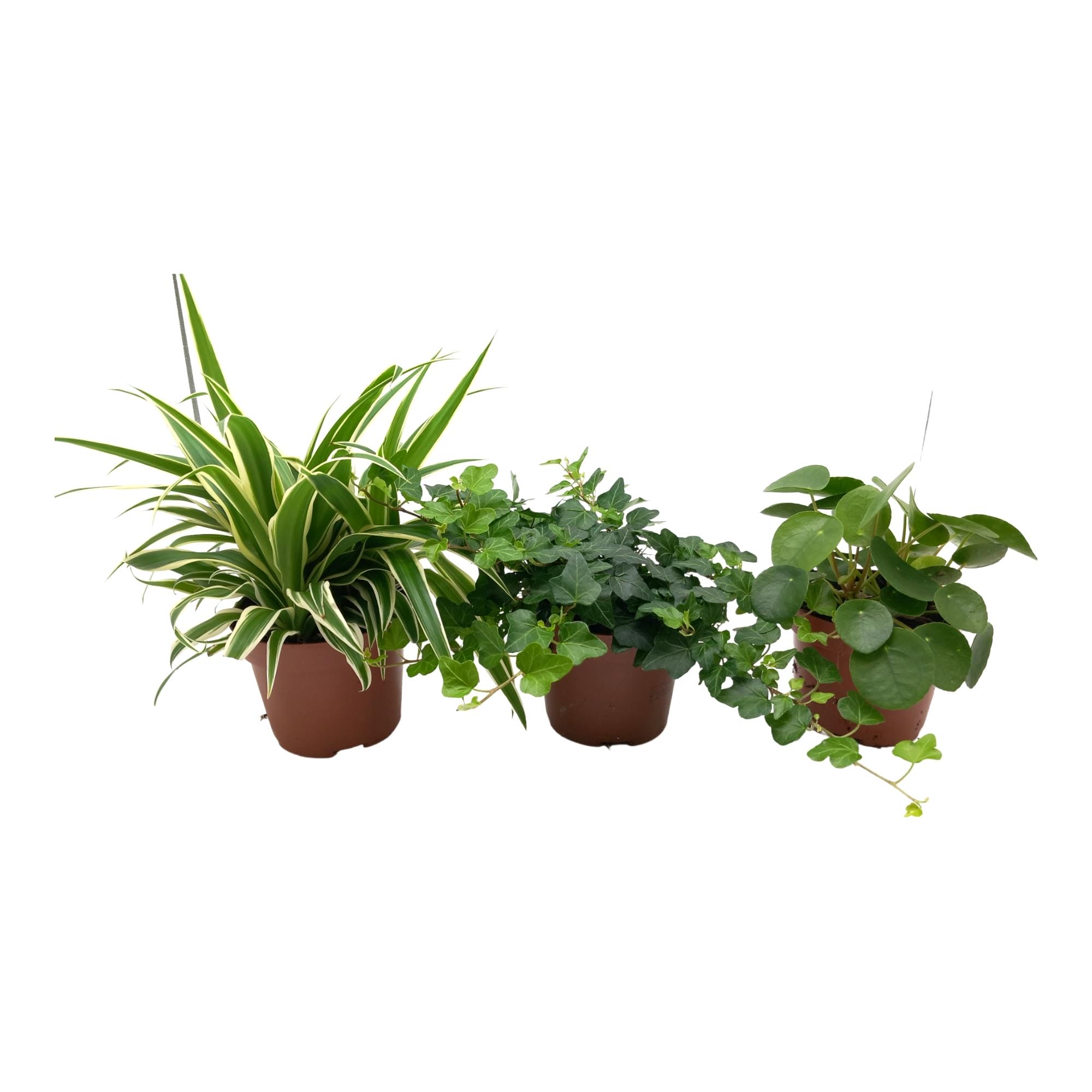 Green Mix Chlorophytum, Hedera, Pilea - 3 Stuks - Ø13Cm - ↕35Cm