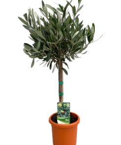 Olea Europaea "Op Stam" - Ø15Cm - ↕60Cm