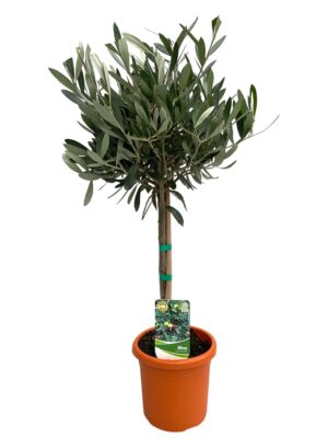 Olijfboom op stam (Olea europaea) – mediterrane fruitboom voor tuin – ±15 cm