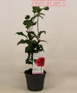 Camellia Japonica 'Lady Campbell' 15 Cm - Ø15Cm - ↕45Cm