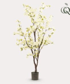 Prunus - Kersenbloesem - Wit - 175Cm