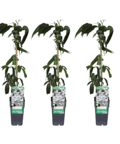 Clematis Armandii - 3 Stuks - Ø15Cm - ↕65Cm