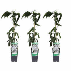 Clematis Armandii – groenblijvende bosrank – wintergroene klimplant – 3 stuks, ±15 cm