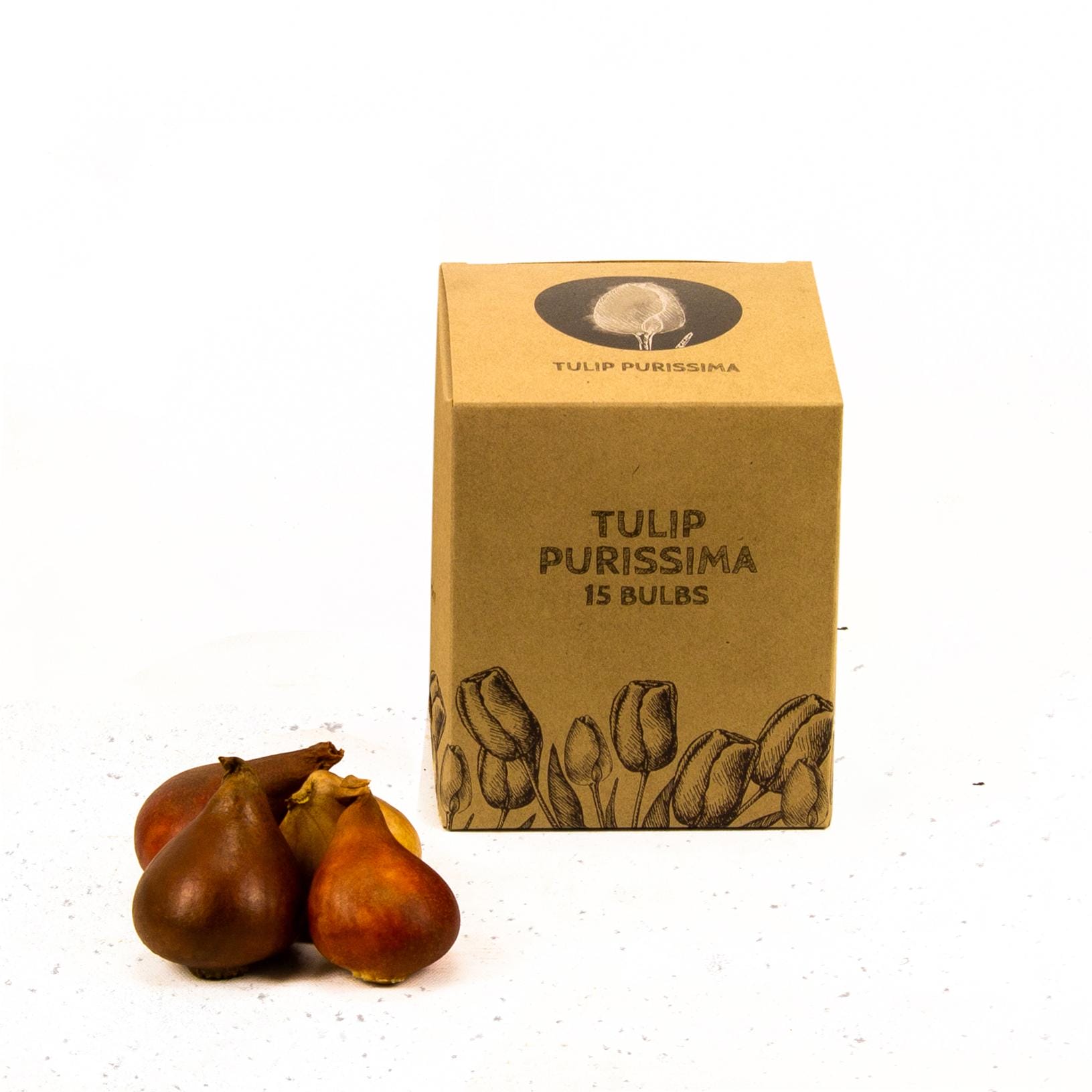Flowerbulbs Amsterdam - Purissima - 15 Bloembollen - Maat 12+ - Afbeelding 5