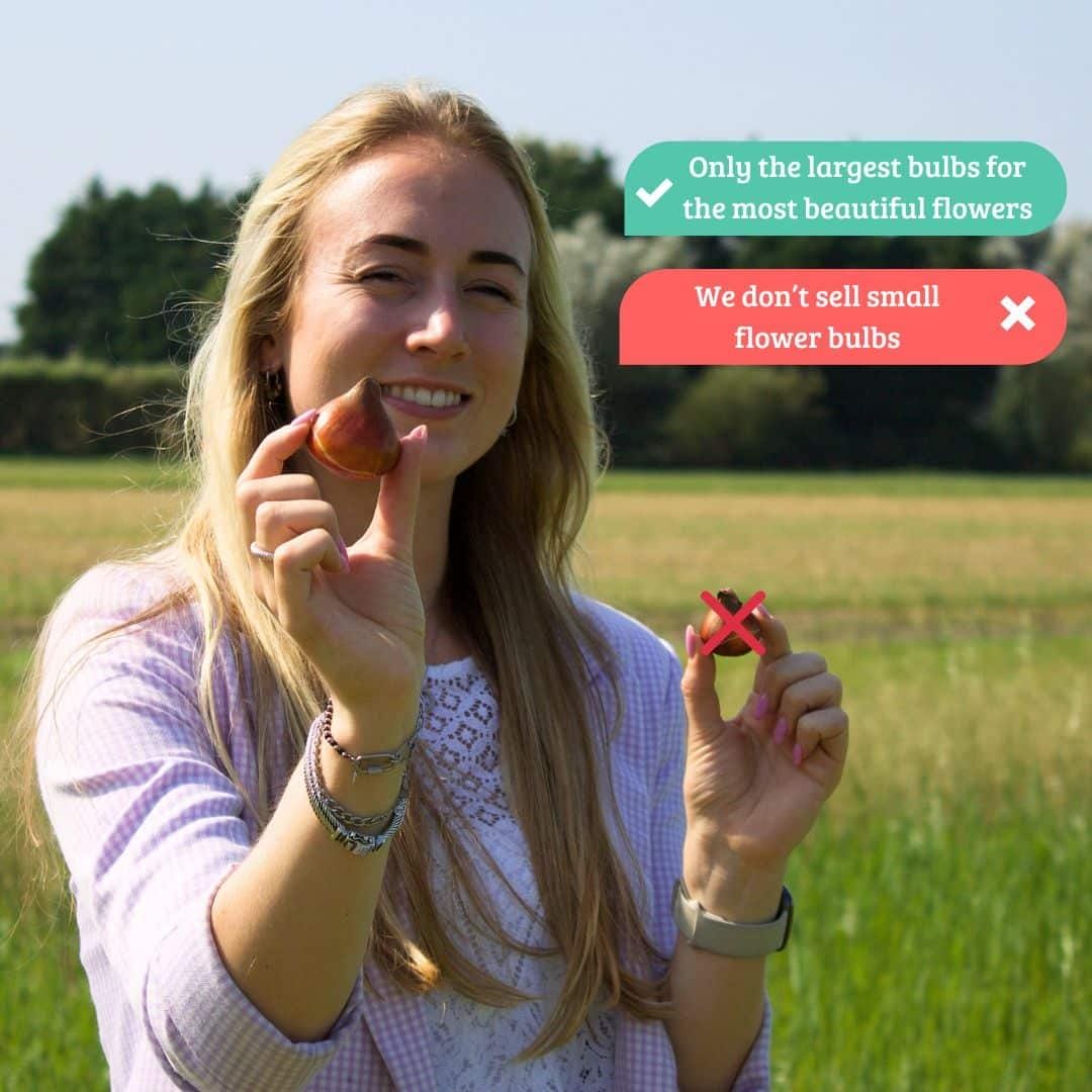 Flowerbulbs Amsterdam - Purissima - 15 Bloembollen - Maat 12+ - Afbeelding 6