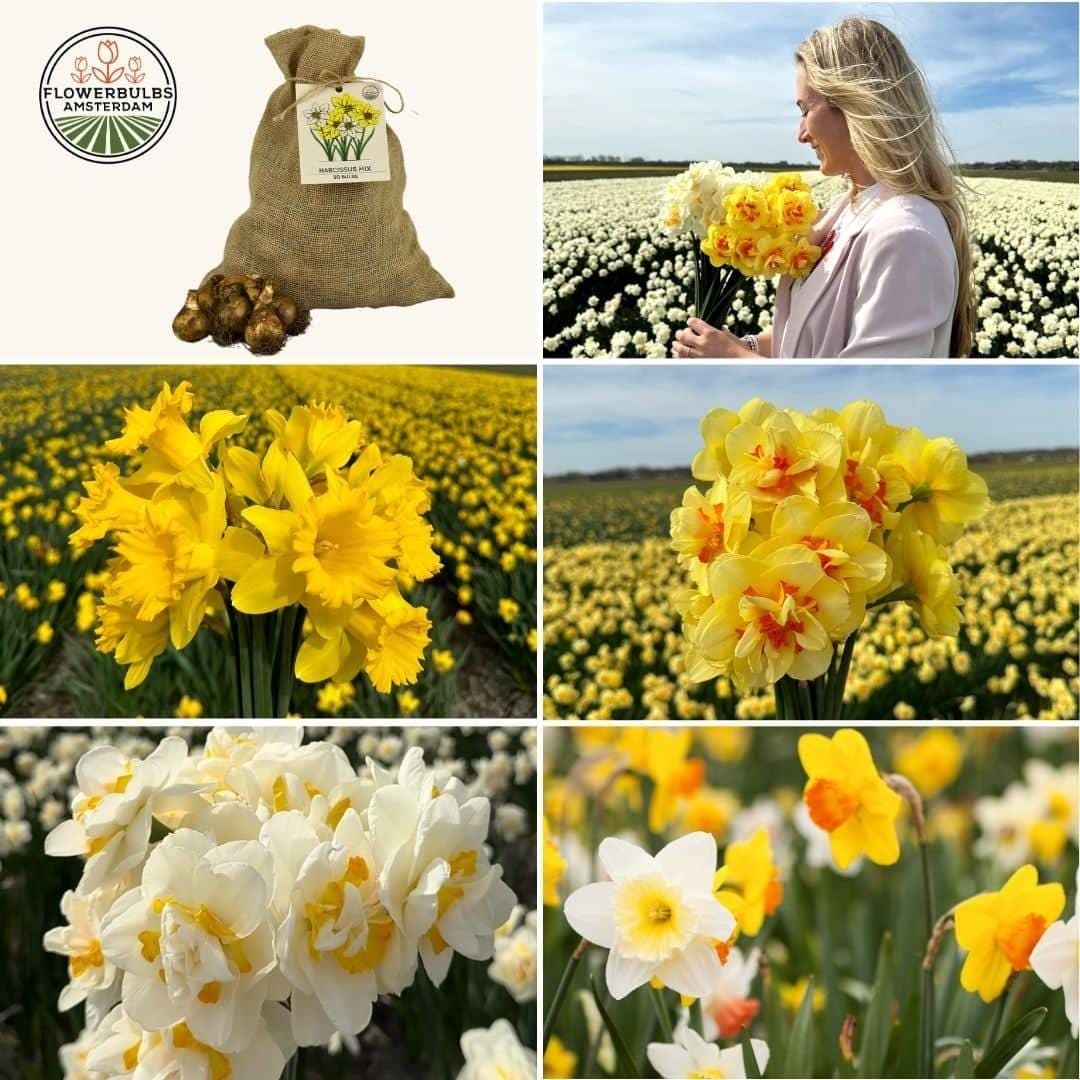 Flowerbulbs Amsterdam - Medium Narcissus Mix - Duurzame Voordeelzak, 50 Bloembollen Voor 1 M2 Bloemenpracht - Maat 12/14