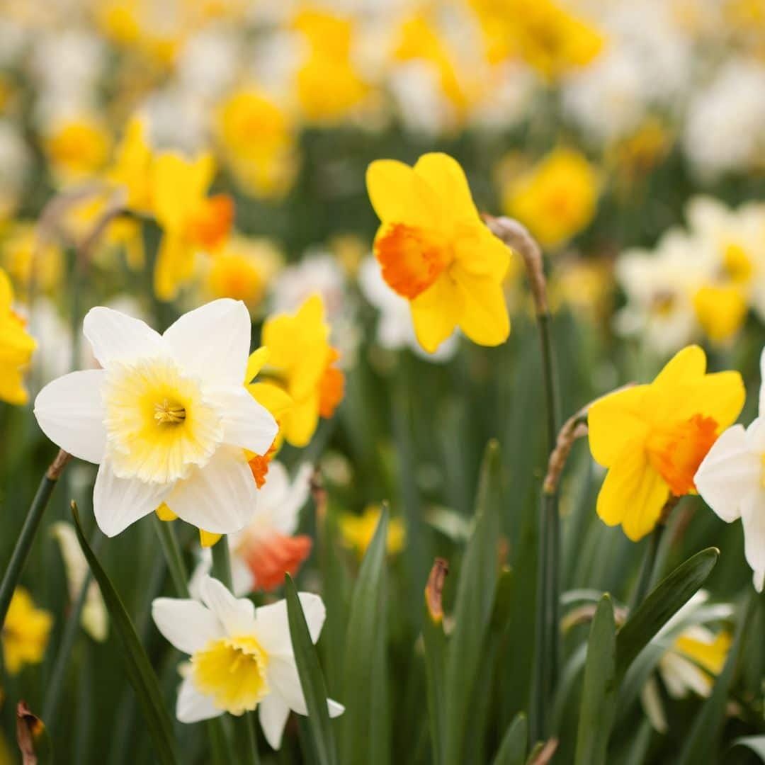 Flowerbulbs Amsterdam - Medium Narcissus Mix - Duurzame Voordeelzak, 50 Bloembollen Voor 1 M2 Bloemenpracht - Maat 12/14 - Afbeelding 2