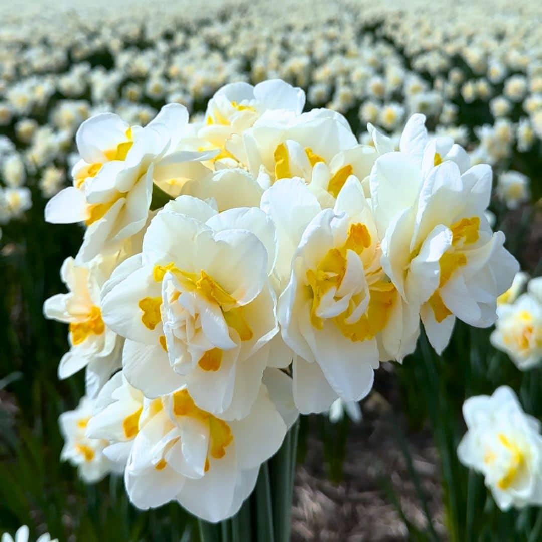 Flowerbulbs Amsterdam - Medium Narcissus Mix - Duurzame Voordeelzak, 50 Bloembollen Voor 1 M2 Bloemenpracht - Maat 12/14 - Afbeelding 5