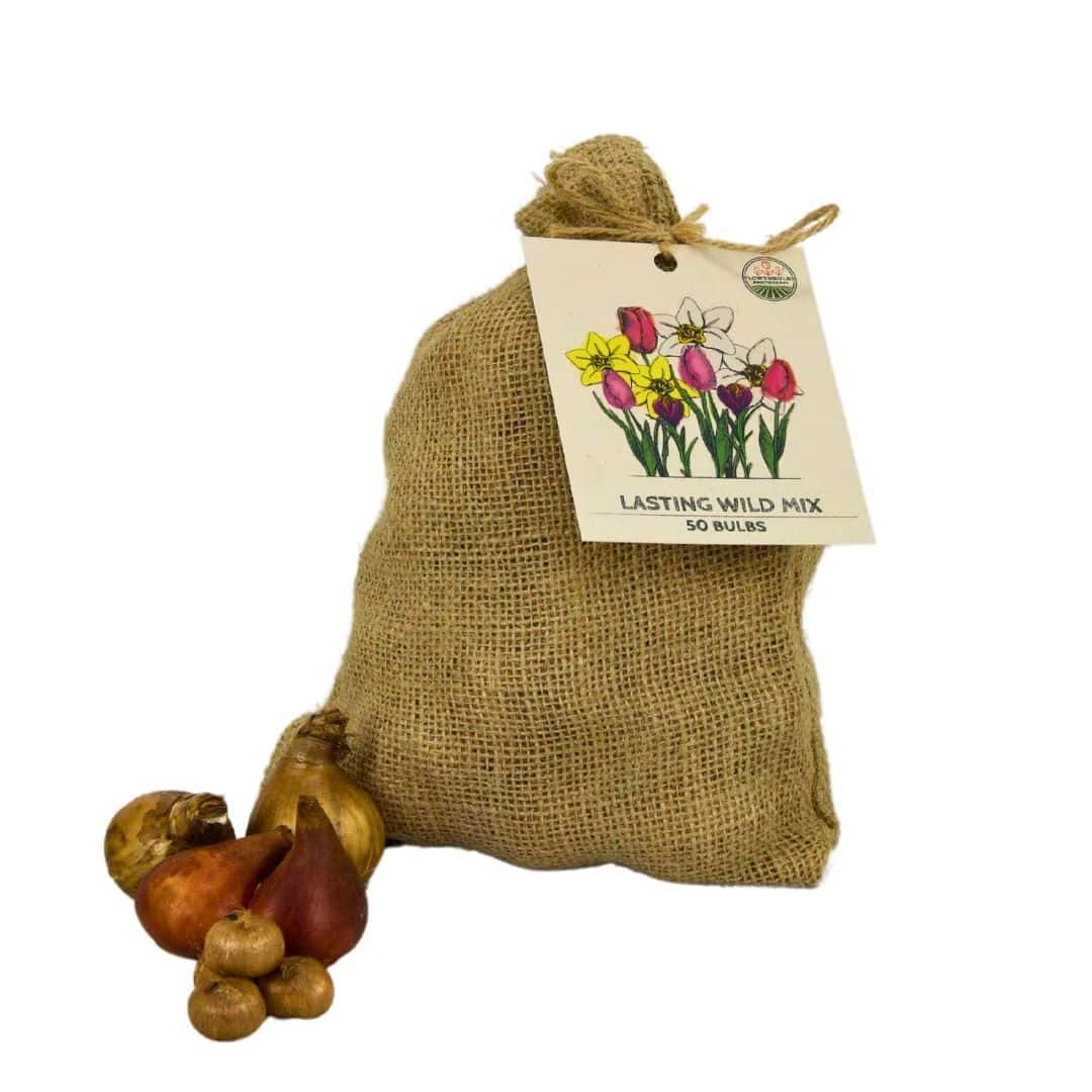 Flowerbulbs Amsterdam - Medium Lasting Wild Mix - Duurzame Voordeelzak, 50 Bloembollen Voor 1 M2 Bloemenpracht - - Afbeelding 3