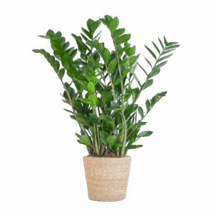 Zamioculcas Zamiifolia Met Sofia Mand Naturel - 80Cm - Ø21