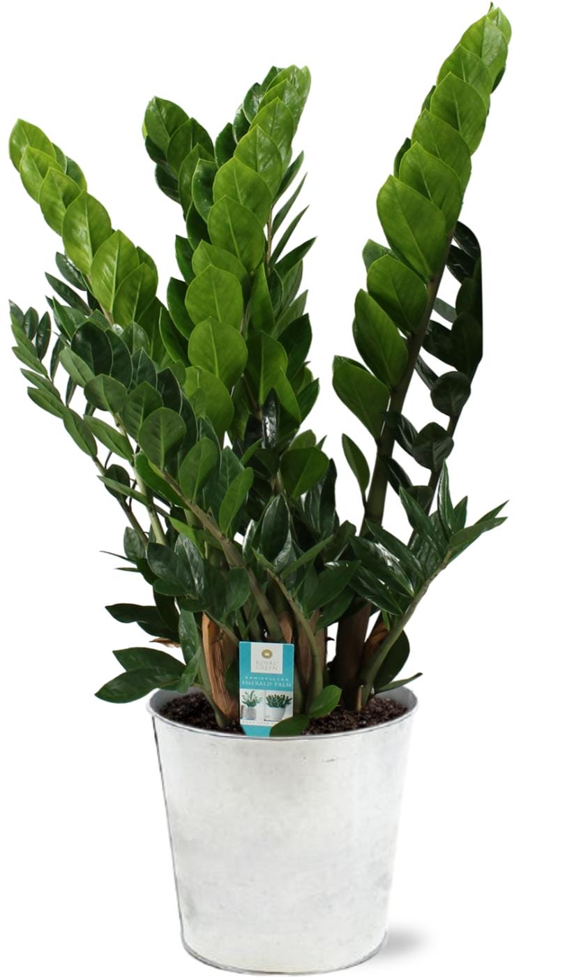 Zamioculcas Zamiifolia - Ø21Cm - ↕80Cm - Zink