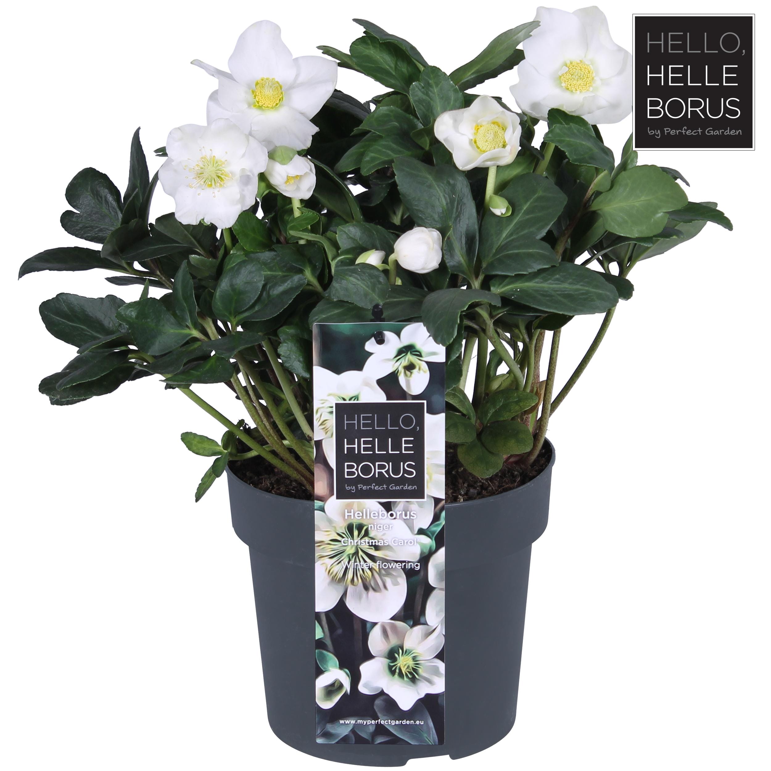 Helleborus 'Christmas Carol Early' Xl - Ø17Cm - ↕30Cm
