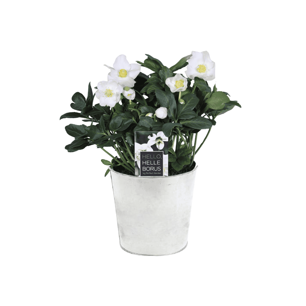 Helleborus 'Christmas Carol Early' Xl - Ø17Cm - ↕30Cm - Zink