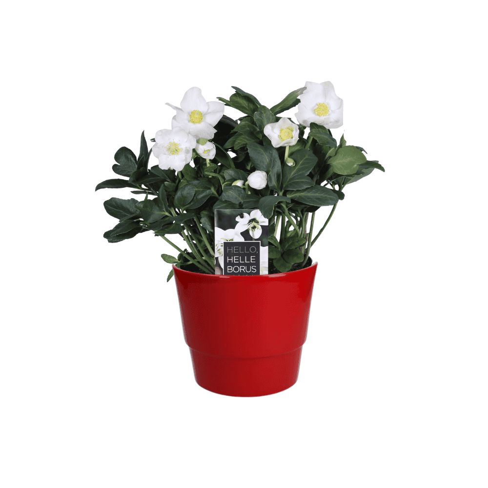 Helleborus 'Christmas Carol Early' Xl - Ø17Cm - ↕30Cm - Rood