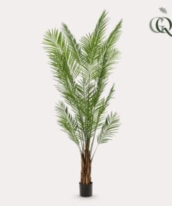 Areca Lutescens - Goudpalm - 240Cm