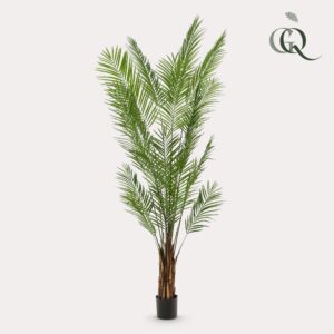 Areca Lutescens - Goudpalm - 240Cm
