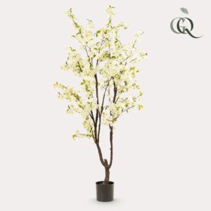 Prunus - Kersenbloesem - Wit - 210Cm