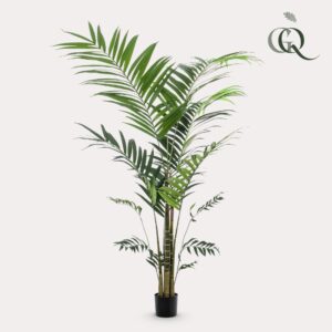 Kentia -Kentiapalm - 210Cm
