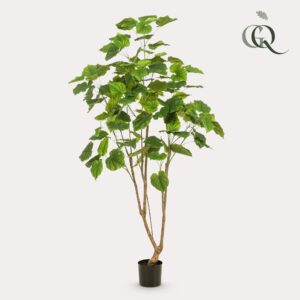 Ficus Umbellate - Afrikaanse Vijg - 180Cm