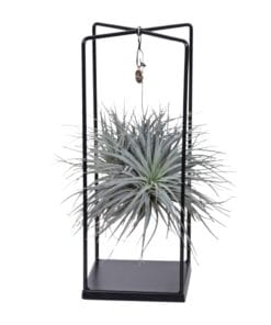 Tillandsia Cube Mix 1 Stuk - Ø20Cm - ↕20Cm