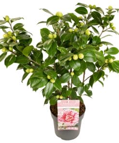 Camellia Japonica Bonomiana - Ø29Cm - ↕90Cm
