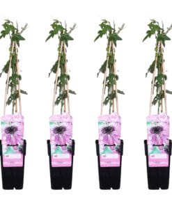 4X - Passiflora 'Purple Haze' - ↨65Cm - Ø15