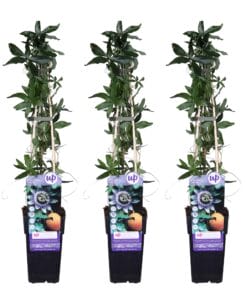 3X - Passiflora Caerulea - ↨65Cm - Ø15