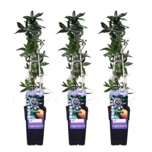 3X - Passiflora Caerulea - ↨65Cm - Ø15