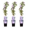 3X - Clematis Justa - ↨65Cm - Ø15