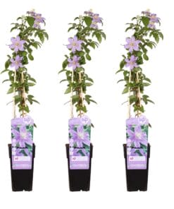 3X - Clematis Justa - ↨65Cm - Ø15