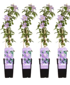 4X - Clematis Justa - ↨65Cm - Ø15