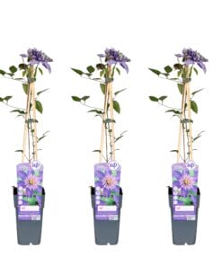 3X - Clematis Multi Blue - ↨65Cm - Ø15