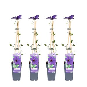 4X - Clematis The President - ↨65Cm - Ø15
