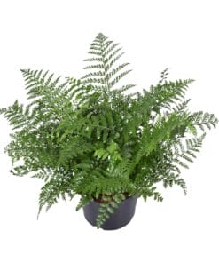 Asplenium Parvati - Ø23Cm - ↕55Cm