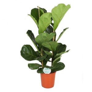 Ficus lyrata – grote kamerplant met opvallend breed blad – ±110 cm