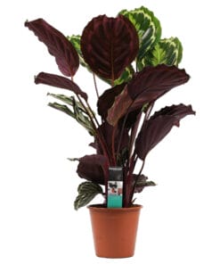 Calathea 'Medaillon' ↑ 80 cm ⌀ 19