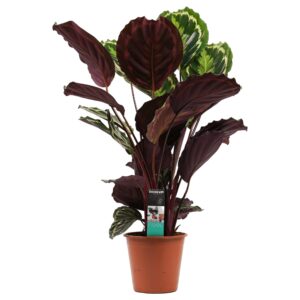 Calathea 'Medallion' – grote kamerplant met decoratief blad – ±80 cm