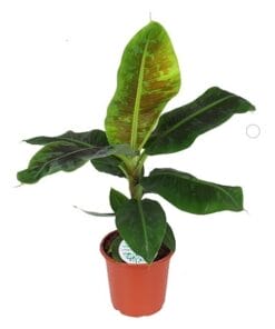 Musa 'Dwarf Cavendish' ↑ 95 cm ⌀ 21