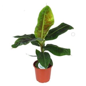 Bananenplant (Musa 'Dwarf Cavendish') – tropische kamerplant – ±95 cm