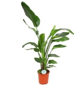 Strelitzia nicolai ↑ 140 cm ⌀ 27