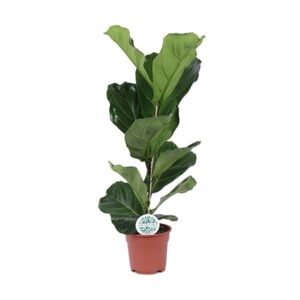 Ficus Lyrata – grote vioolbladige kamerplant – ±60 cm
