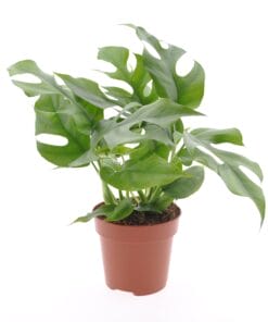 Monstera Minima ↑ 30 cm ⌀ 12