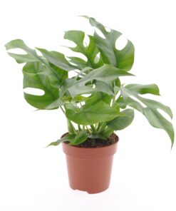 Monstera Minima ↑ 30 cm ⌀ 12