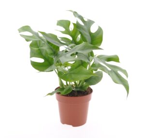 Monstera Minima ↑ 30 cm ⌀ 12