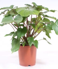 Homalomena rubescens ‘Maggy’ ↑ 60 cm ⌀ 24