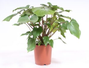 Homalomena 'Maggy' – grote kamerplant met rode stelen – ±60 cm