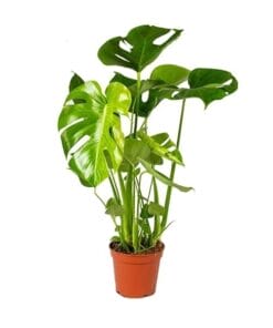 Monstera Deliciosa ↑ 60 cm ⌀ 17